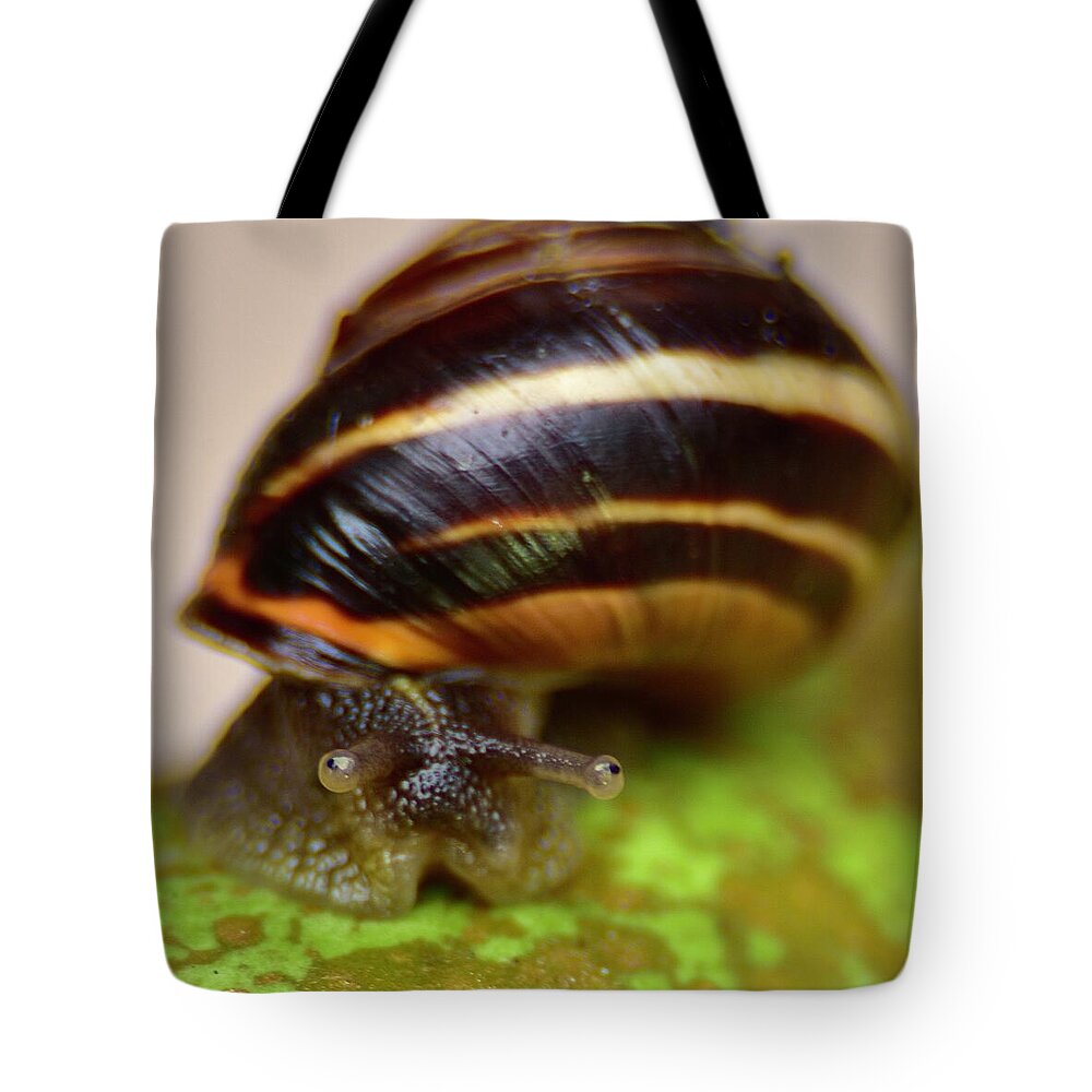Snail Tote Bag featuring the photograph Eyes On Stalks by Neil R Finlay