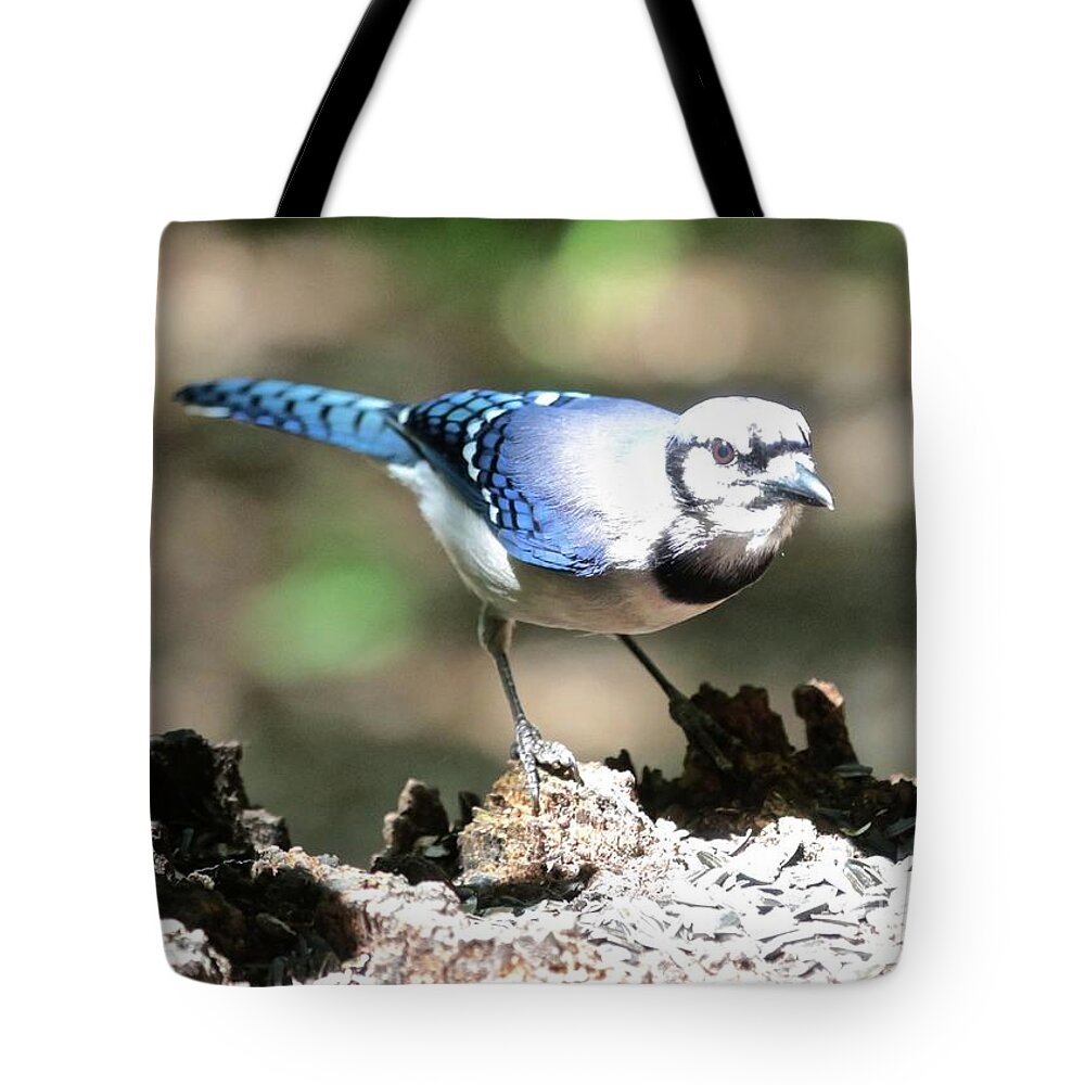 Blue Jay Tote Bag featuring the photograph Face to Face Blue Jay by Carol Groenen
