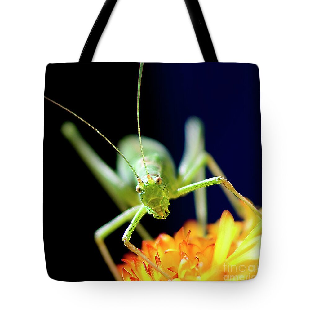 Face To Face Tote Bag featuring the photograph Face To Face, Pop-eyed Beauty, by Tatiana Bogracheva
