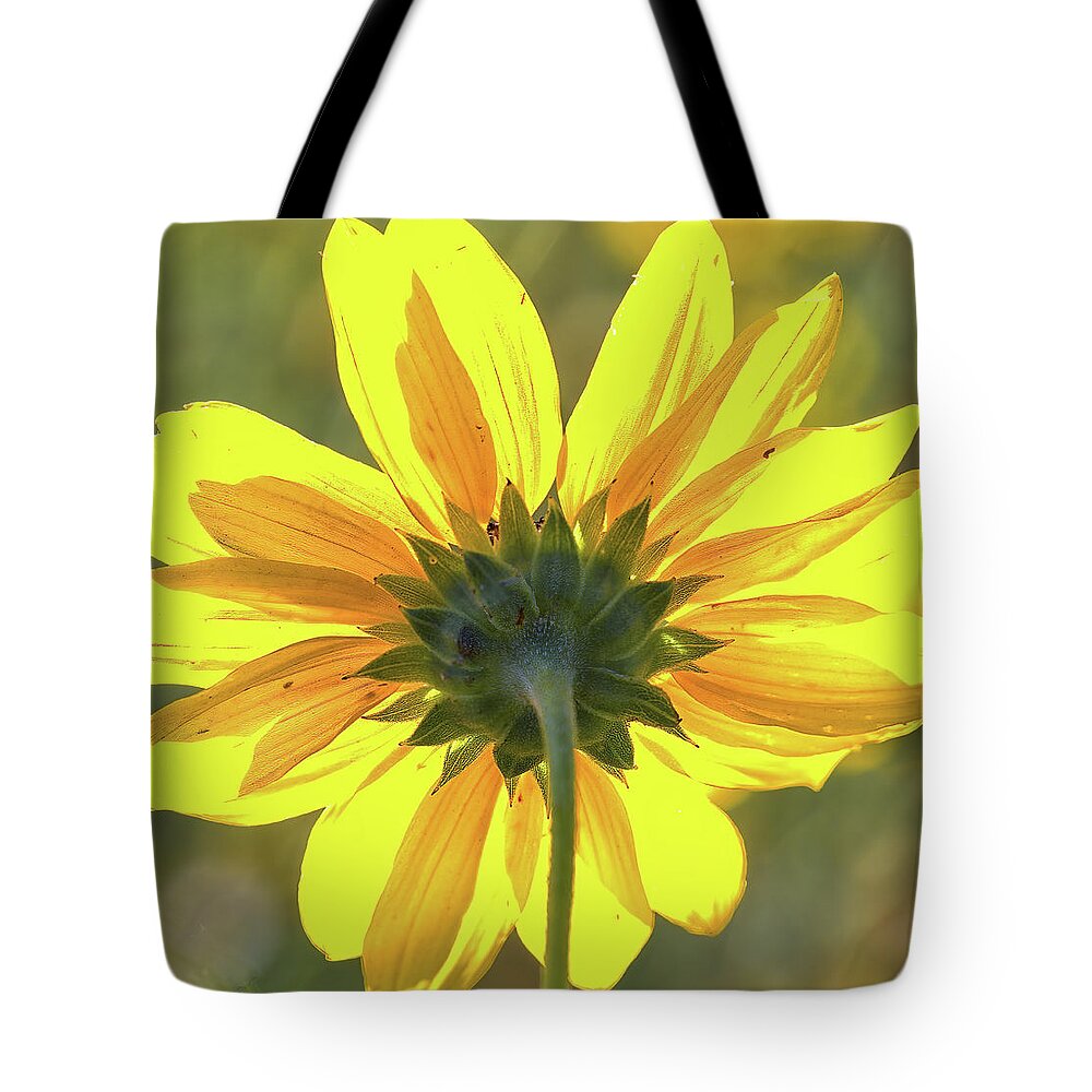 Sunflower Tote Bag featuring the photograph Facing the sun by Bob Falcone