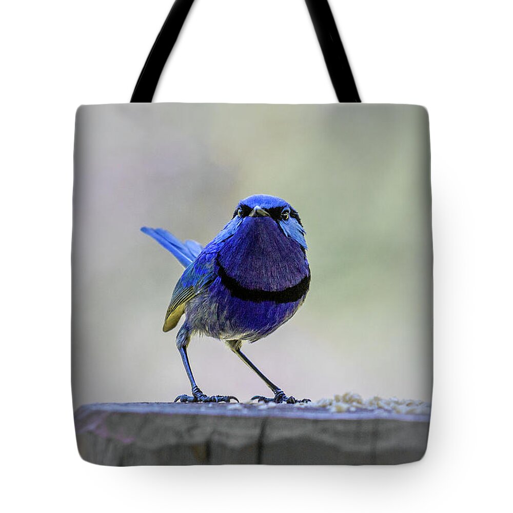 Bird Tote Bag featuring the photograph Fairy Wren with Attitude by Elaine Teague
