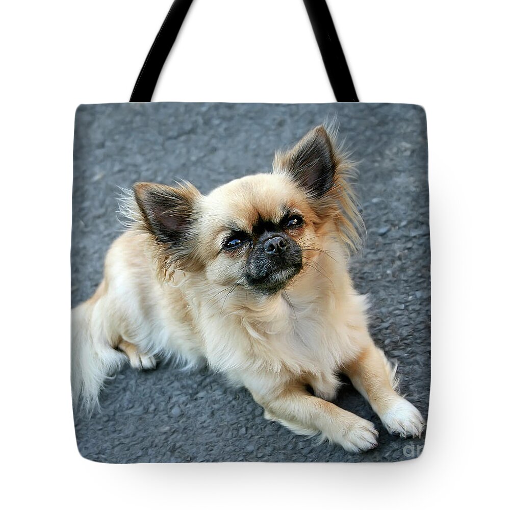 Chihuahua Small Smallest Dog Lovely Character Beauty Beautiful Pet Animal Delightful Pastel Colours Wait Waiting Patiently Sitting Face Ears Eyes Nose Tail Four Legs Friend Look  Tote Bag featuring the photograph Faithful Look, Chihuahua by Tatiana Bogracheva