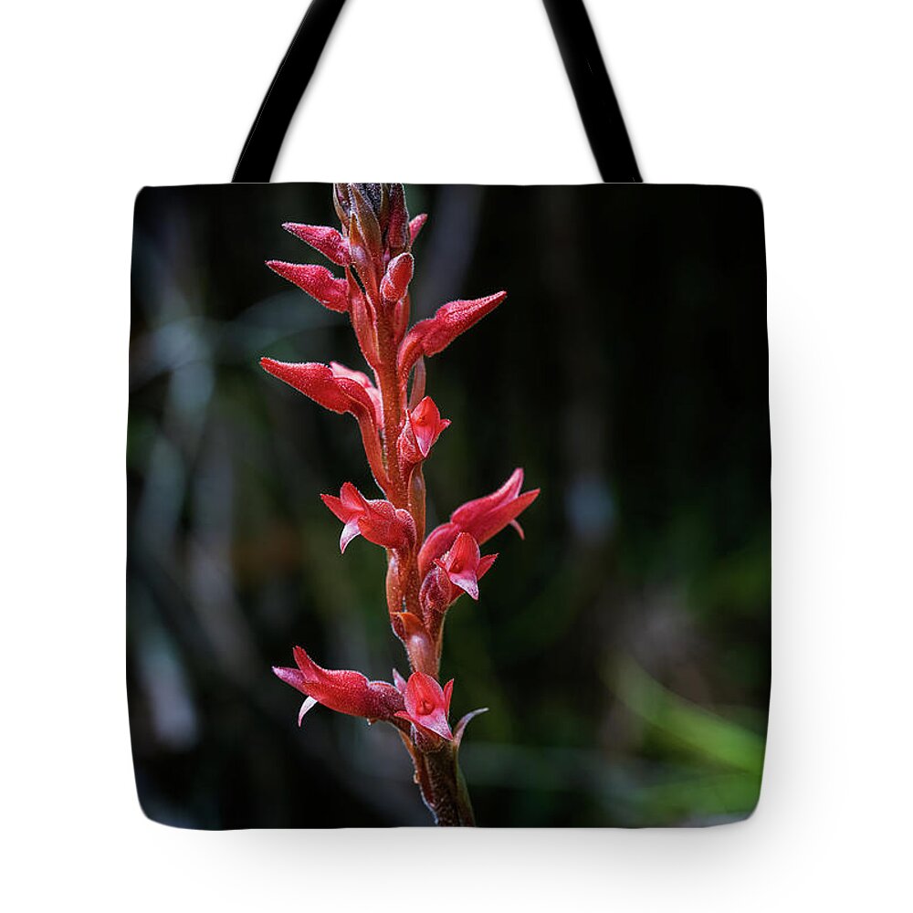 Fakahatchee Beaked Orchid Tote Bag featuring the photograph Fakahatchee Beaked Orchid by Rudy Wilms