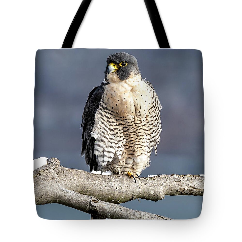 Birds Tote Bag featuring the photograph Falcon in Winter-1 by Kevin Suttlehan