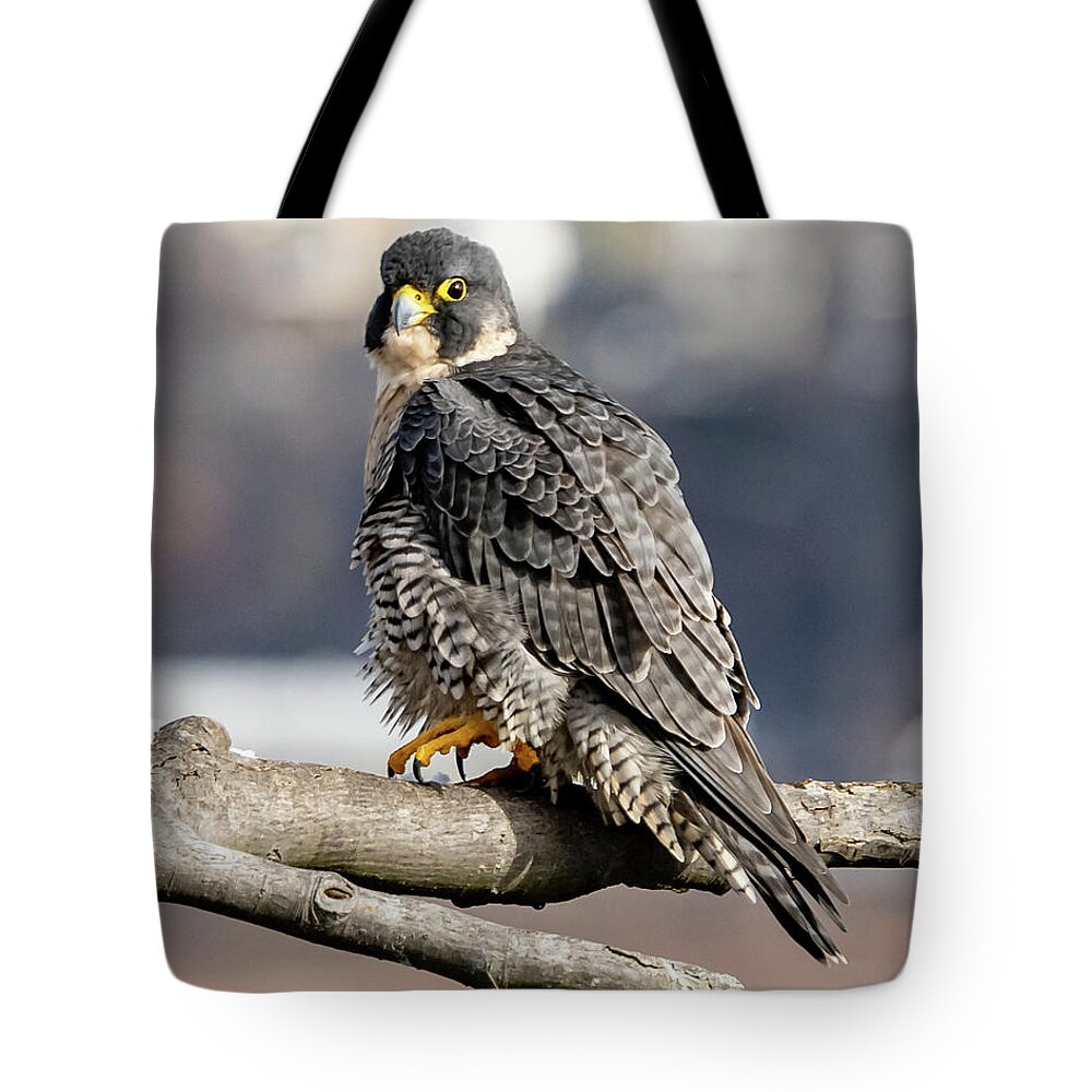 Birds Tote Bag featuring the photograph Falcon in Winter-2 by Kevin Suttlehan