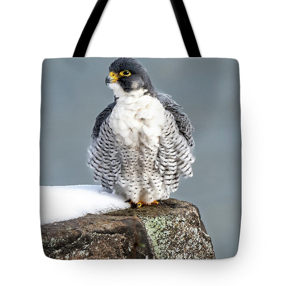 Birds Tote Bag featuring the photograph Falcon in Winter-4 by Kevin Suttlehan