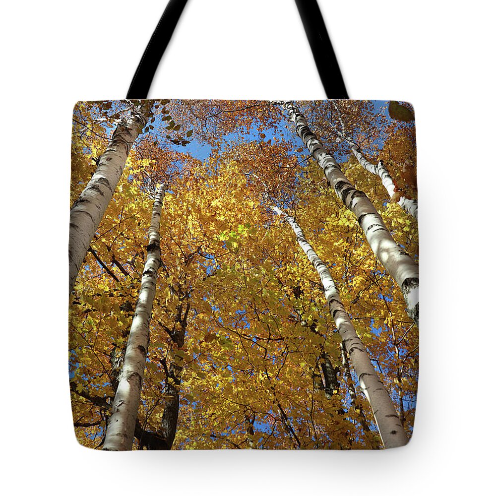 White Birch Trees Tote Bag featuring the photograph Fall Birch Perspective by David T Wilkinson