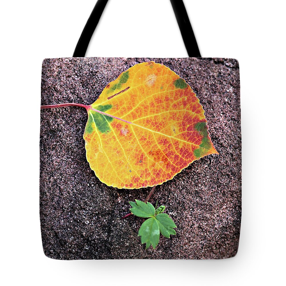 Fall Tote Bag featuring the photograph Fall Colors on Rock by Bob Falcone