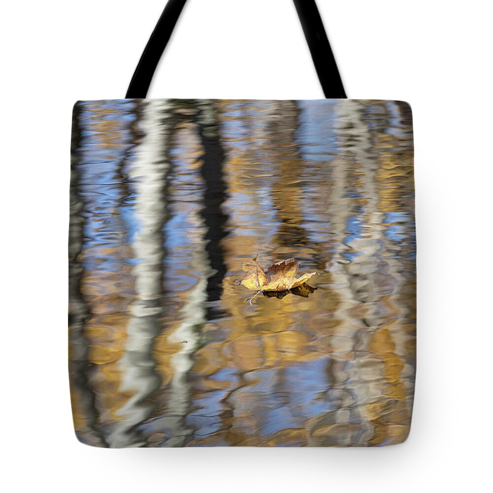 Fall Tote Bag featuring the photograph Fall Dreaming by Forest Floor Photography