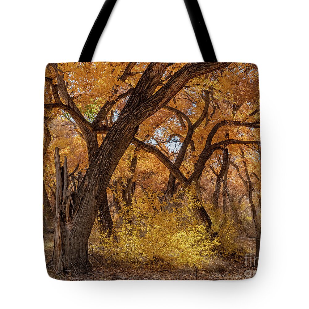 Fall Tote Bag featuring the photograph Fall in the Bosque by Seth Betterly