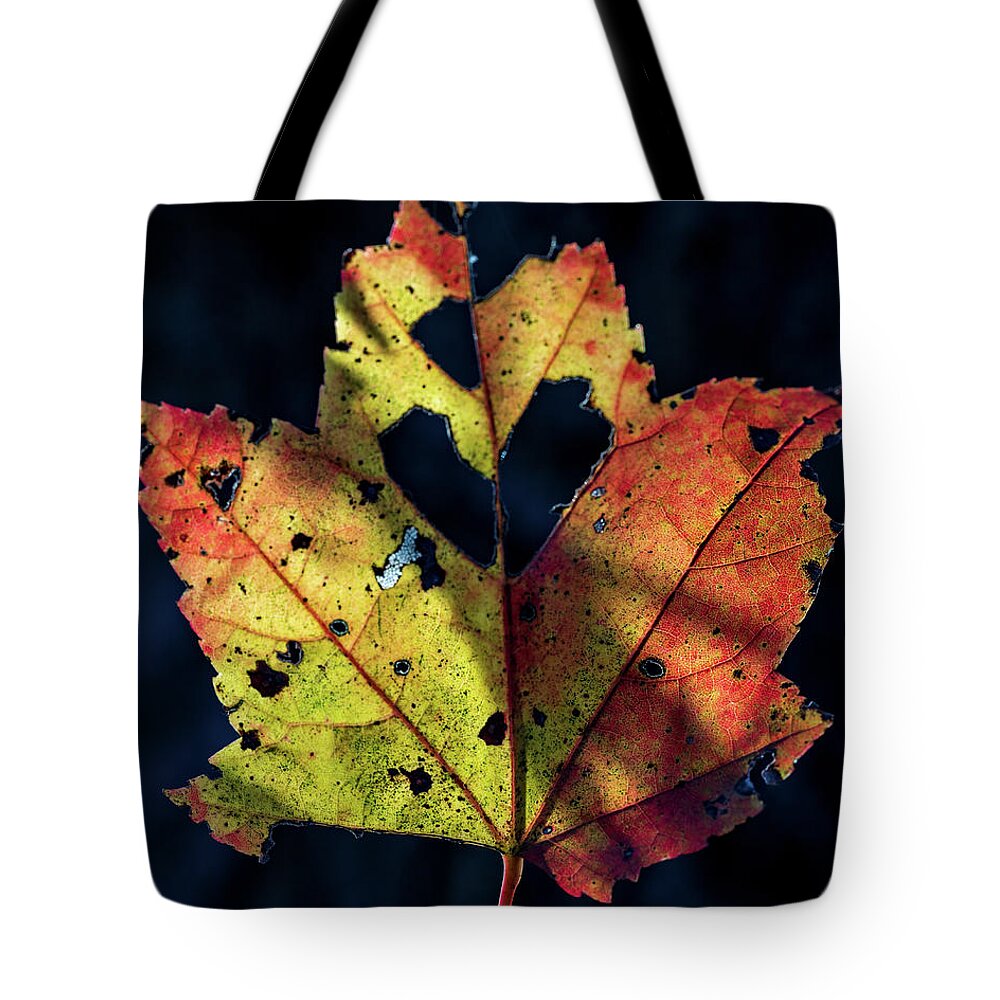 Trees Tote Bag featuring the photograph Fall is for Love by Amelia Pearn