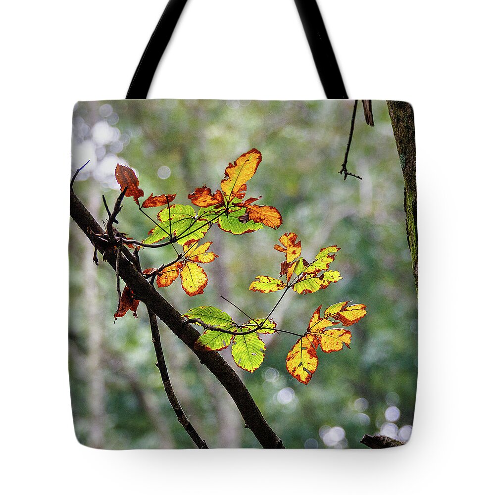 Leaf Tote Bag featuring the photograph Fall Leaves by David Beechum