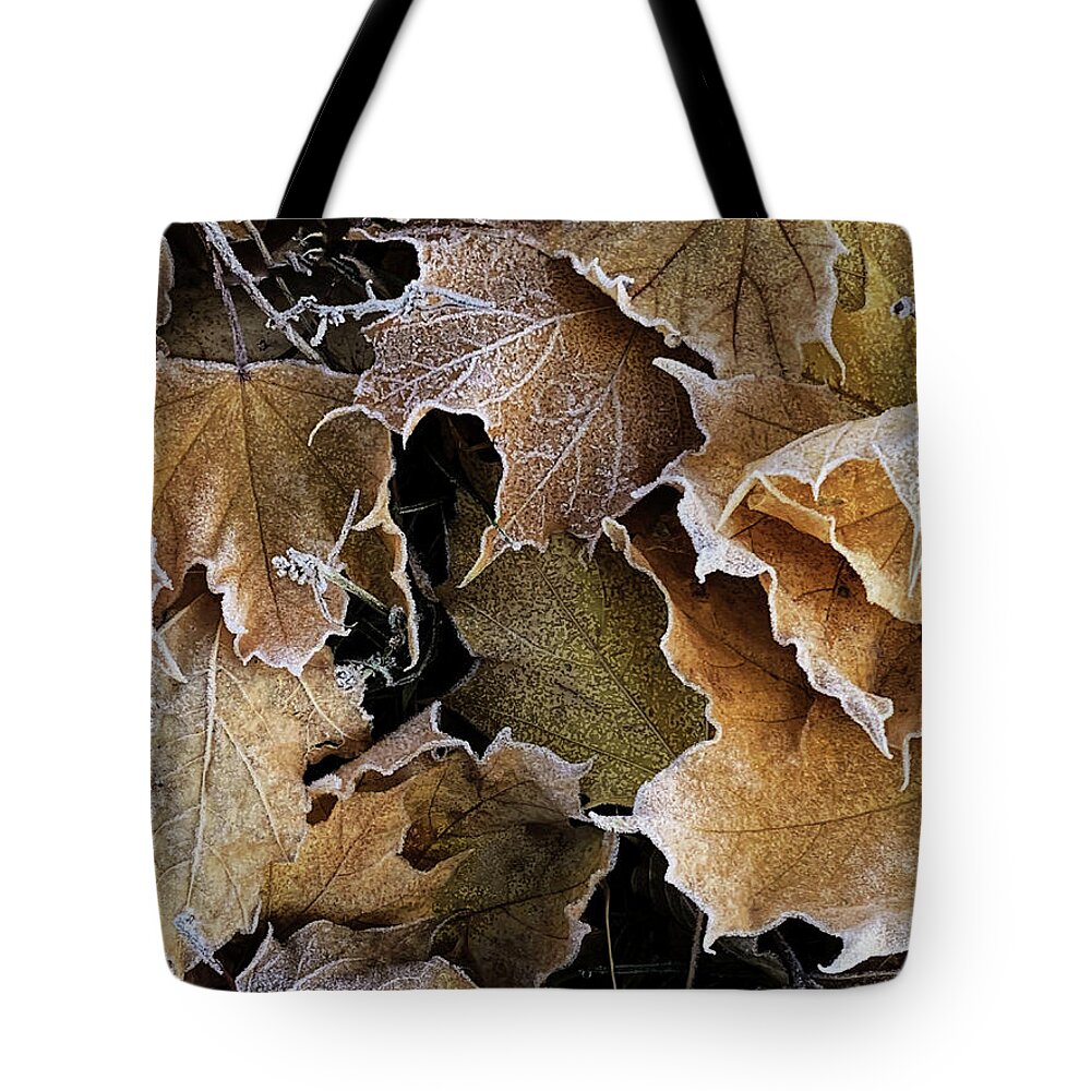 Fall Tote Bag featuring the photograph Fall Leaves - Fall Colors by Kathryn Alexander MA
