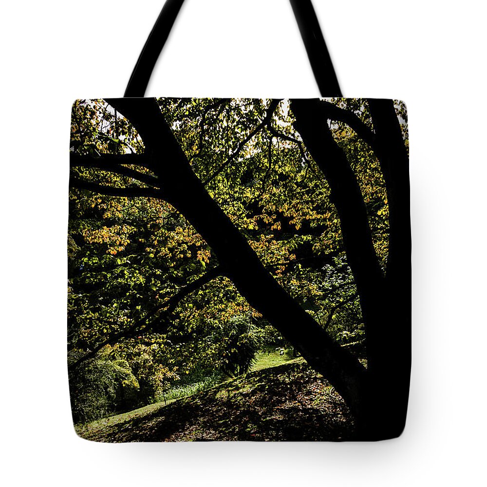 Italy Tote Bag featuring the photograph Fall leaves in the sunlight by Craig A Walker