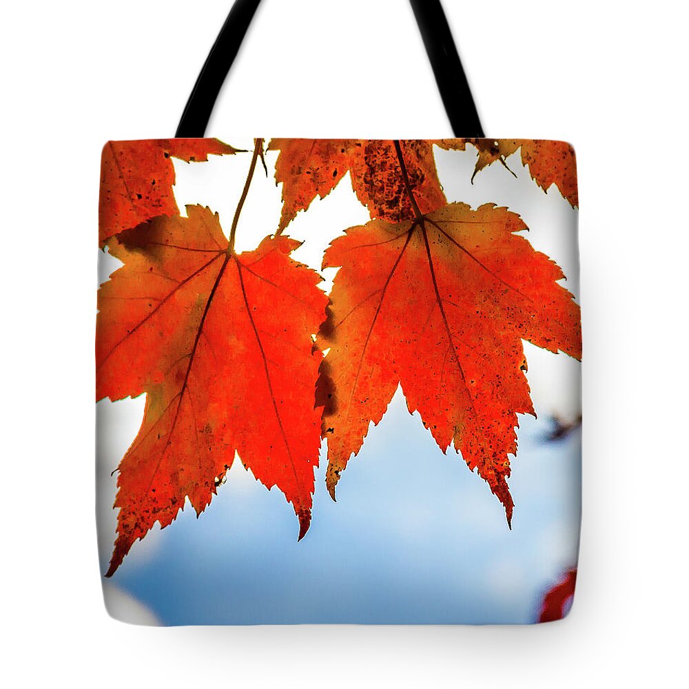 West Virginia Tote Bag featuring the photograph Fall leaves by Robert Miller