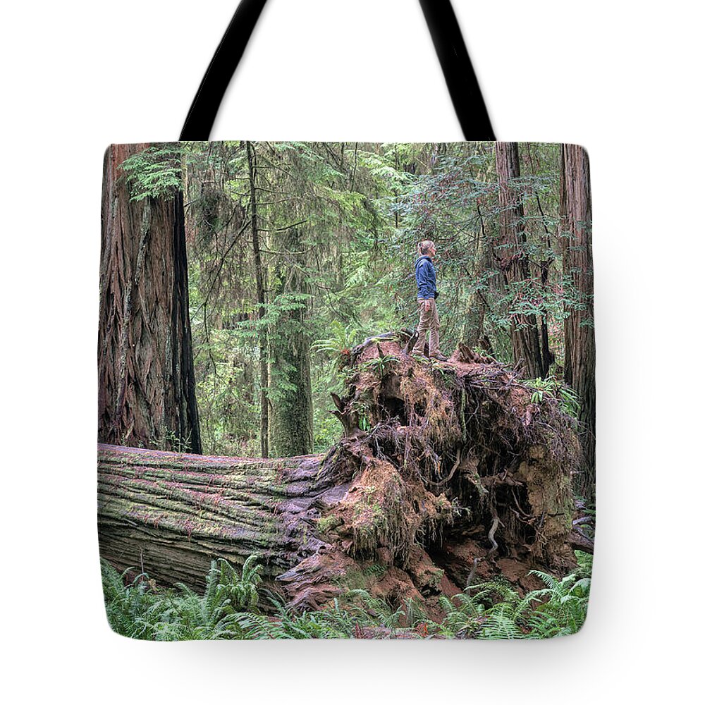 Boy Scout Trail Tote Bag featuring the photograph Fallen Giant by Rudy Wilms