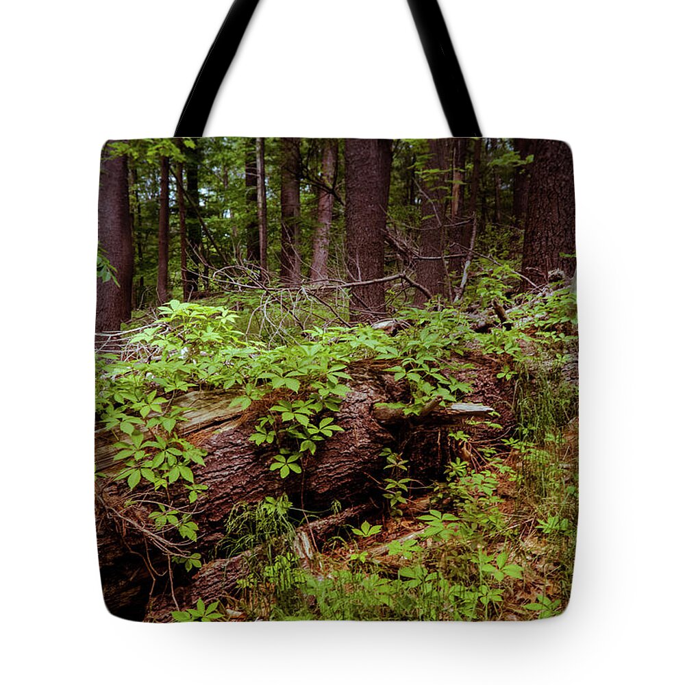 Fallen Tree Tote Bag featuring the photograph Fallen Tree Deep In The Woods by Lilia S