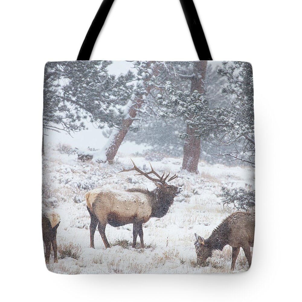 Elk Tote Bag featuring the photograph Family Man by Darren White