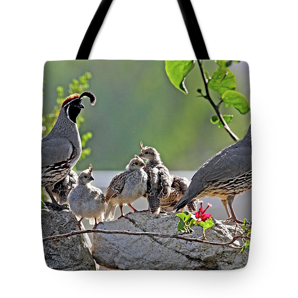 Wildlife. Nature Tote Bag featuring the photograph Family of Gambel's Quail by Stephanie Salter