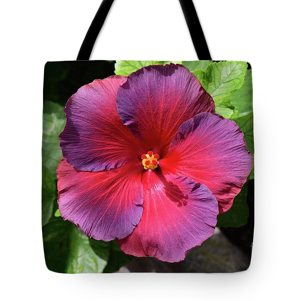 Art Tote Bag featuring the photograph Fancy Hibiscus by Jeannie Rhode