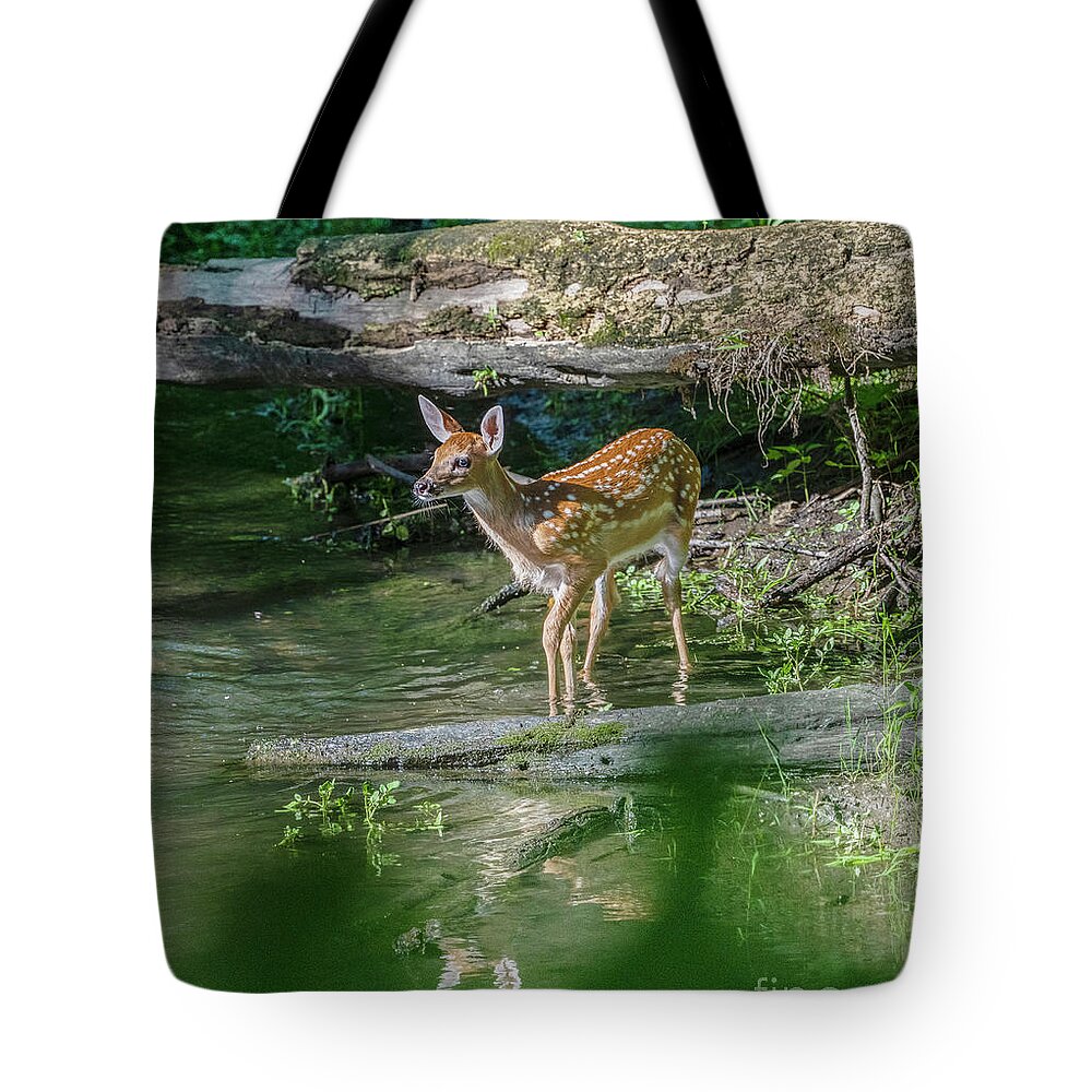 Fawn Tote Bag featuring the photograph Fawn in the Creek by Sandra Rust