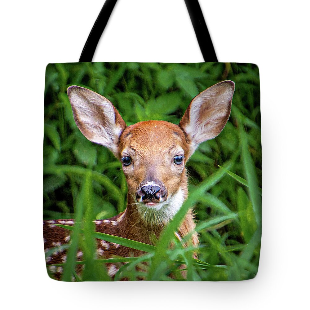 Deer Tote Bag featuring the photograph Fawn by Randy Bayne