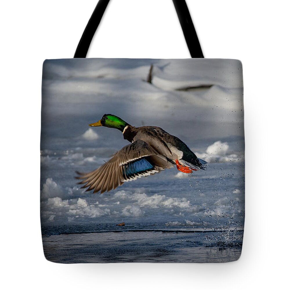 Bird Tote Bag featuring the photograph Feathers on Display by Linda Bonaccorsi