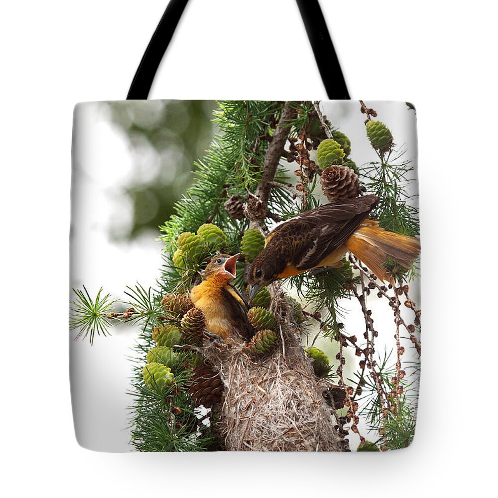 Oriole Tote Bag featuring the photograph Feeding Time by Jayne Carney