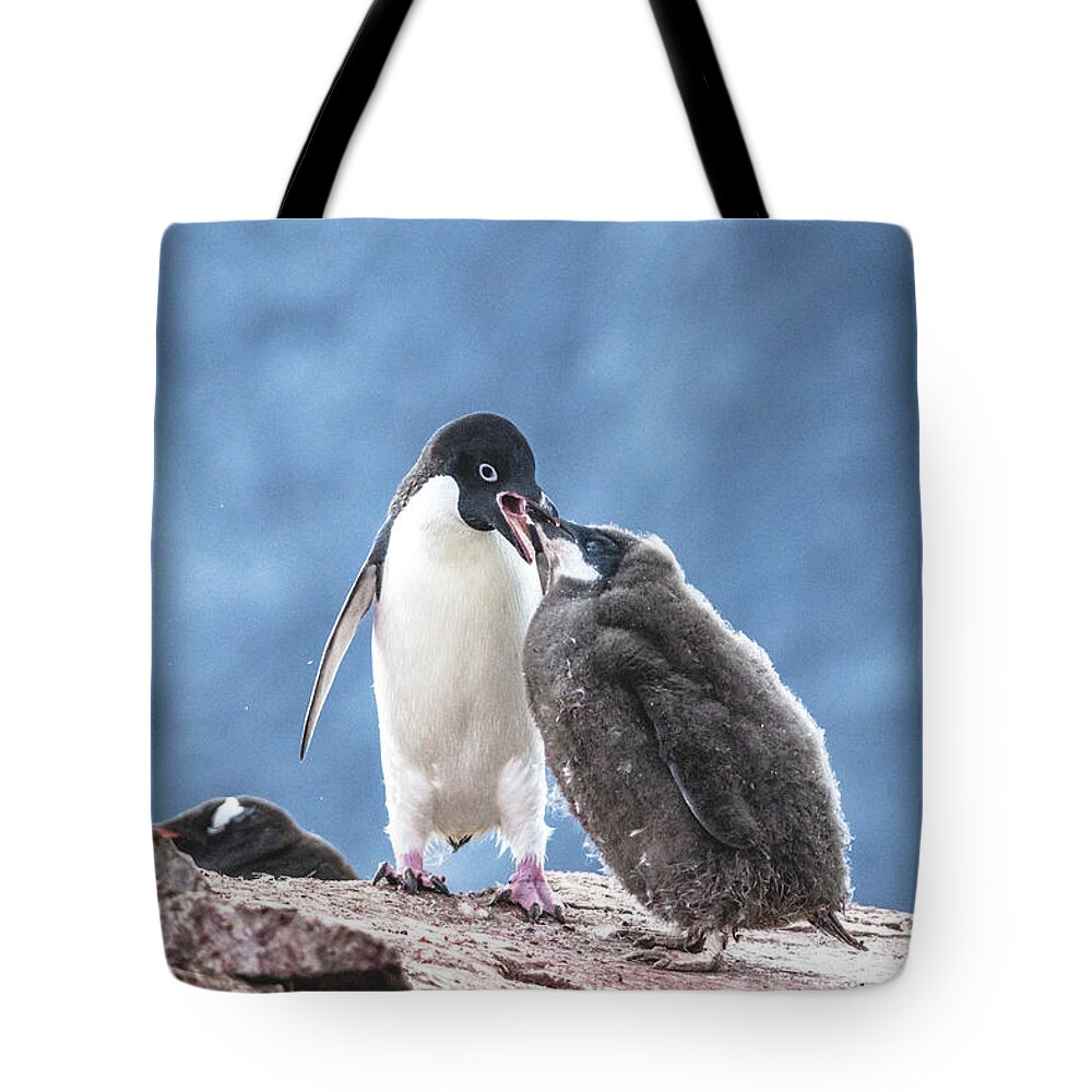 04feb20 Tote Bag featuring the photograph Feeding Time on Petermann Island by Jeff at JSJ Photography
