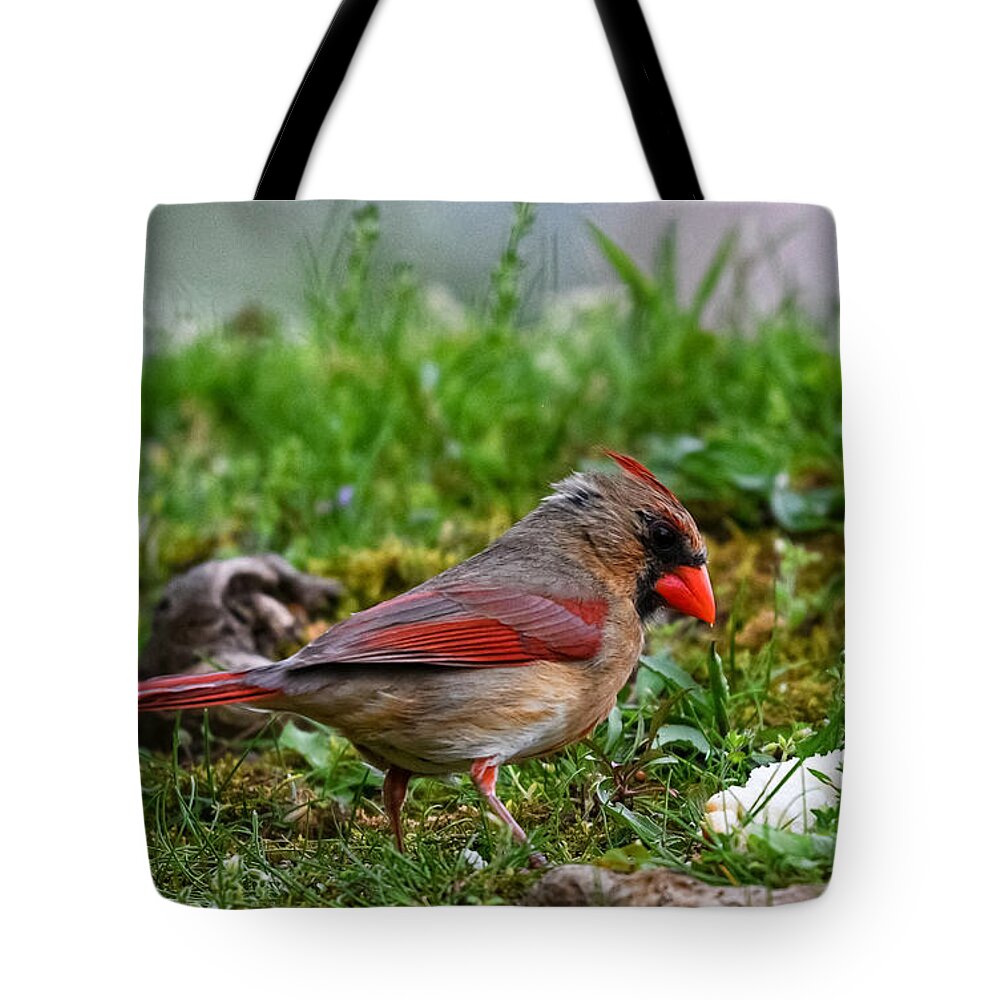 Photo Tote Bag featuring the photograph Female Cardinal in Grass by Evan Foster