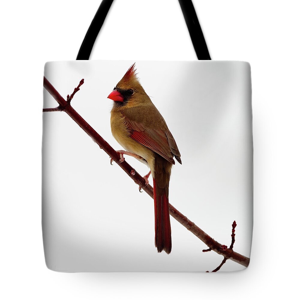 Female Tote Bag featuring the photograph Female Cardinal In Winter White Scene - Would Make Beautiful Pillow by Peter Herman
