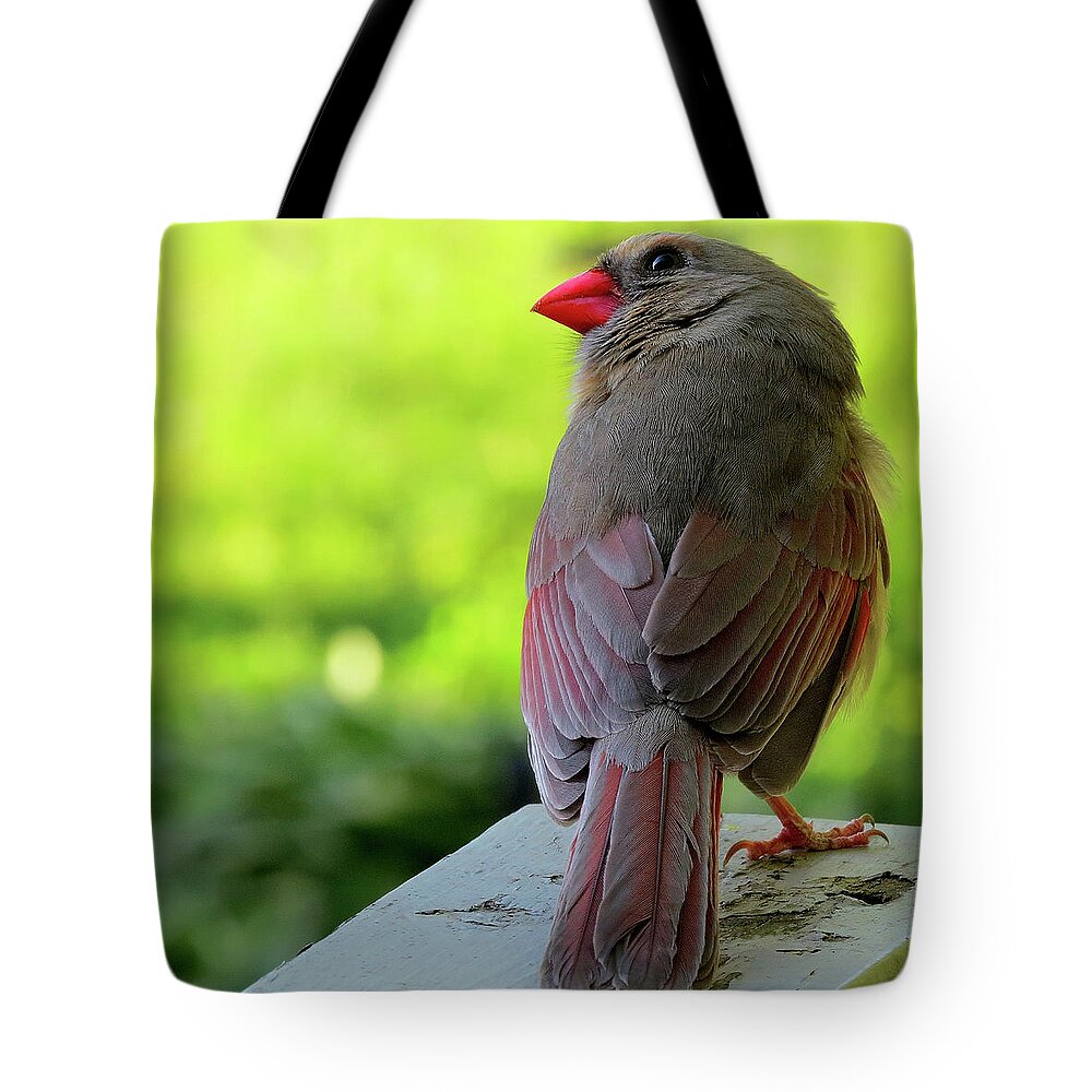 Birds Tote Bag featuring the photograph Female Cardinal Wearing Her Lipstick and Looking for Mr. Right by Linda Stern
