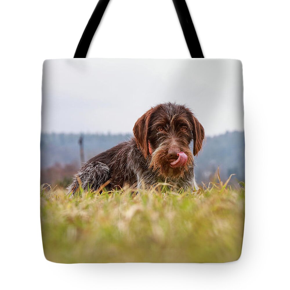 Bohemian Wire Tote Bag featuring the photograph Female dog is laughing his head off. Bohemian wire dog is scratching her muzzle. Itchiness is evil. by Vaclav Sonnek