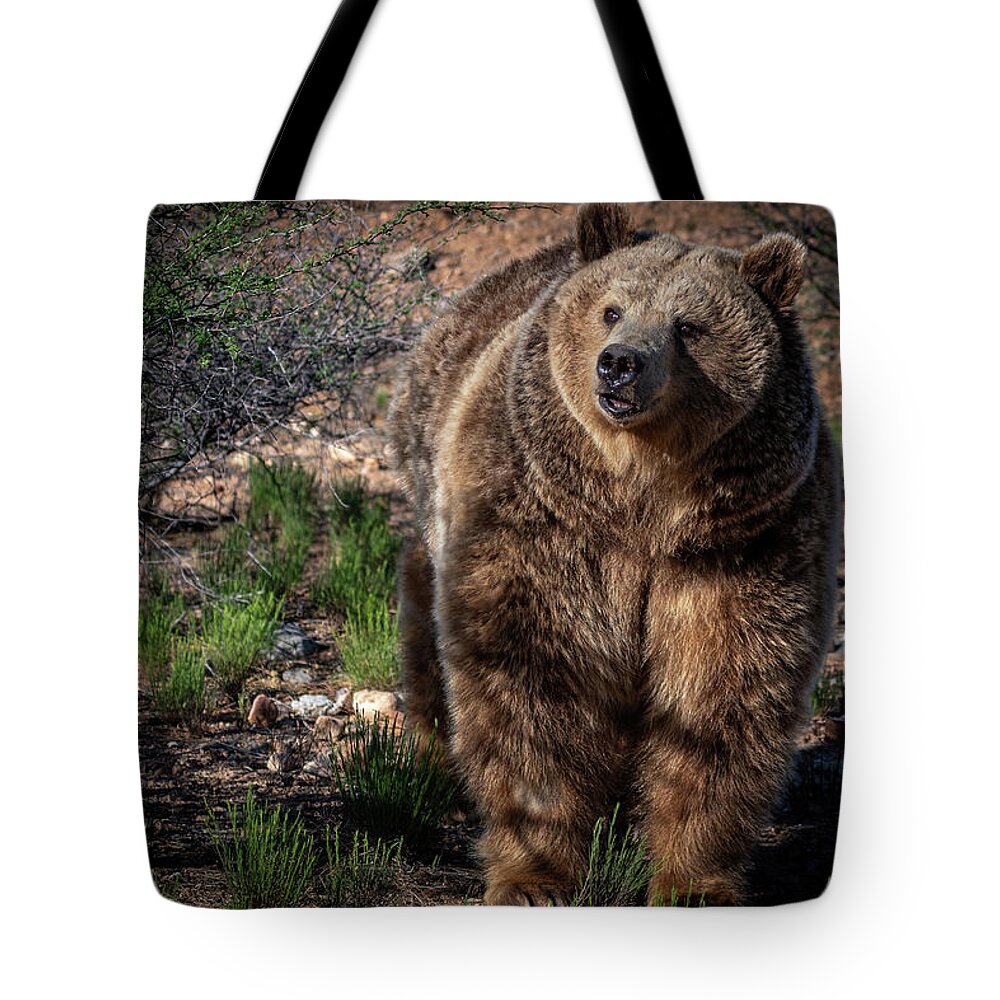 Sedona Tote Bag featuring the photograph Female Grizzly Bear by Al Judge