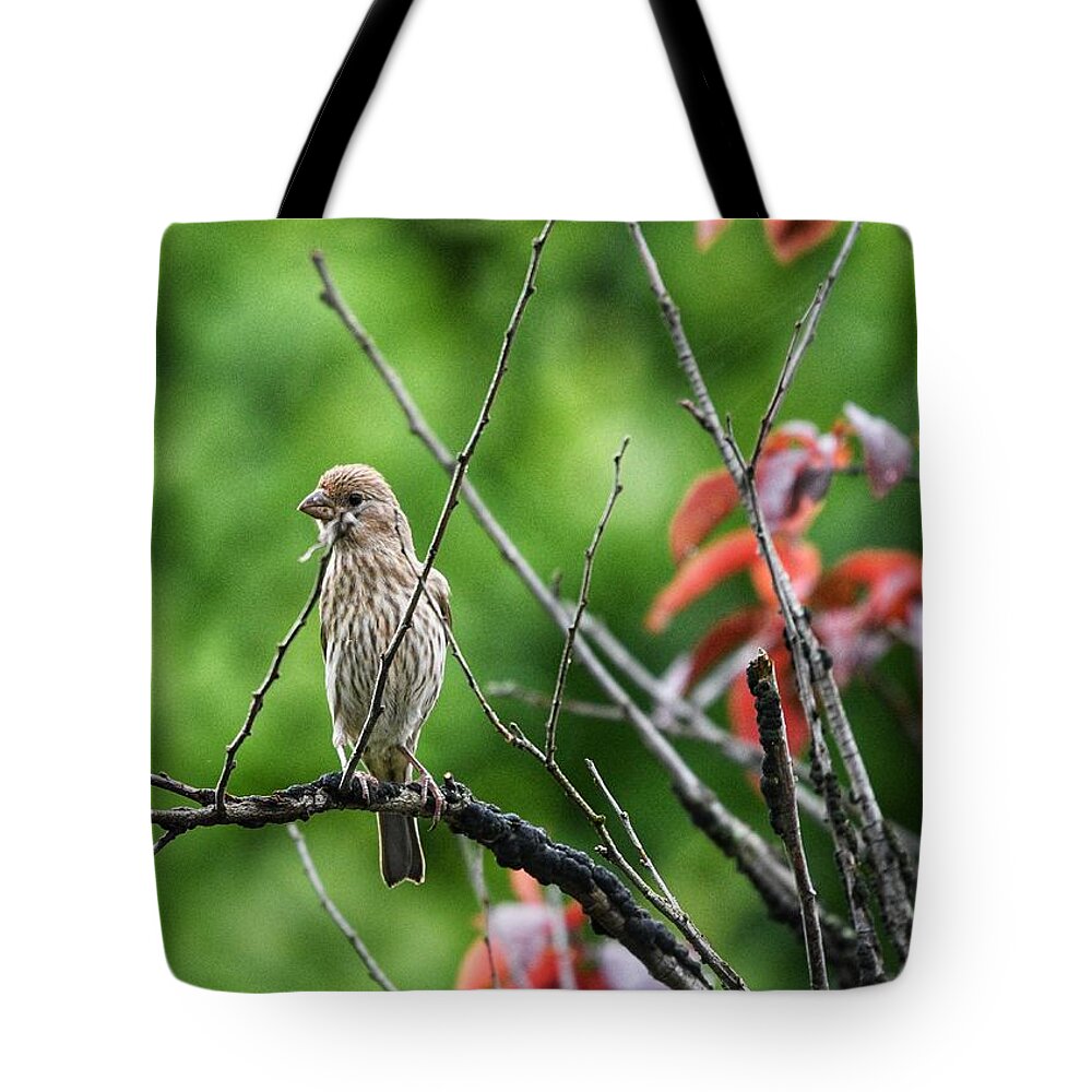 House Finch Tote Bag featuring the photograph Female House Finch by Evan Foster