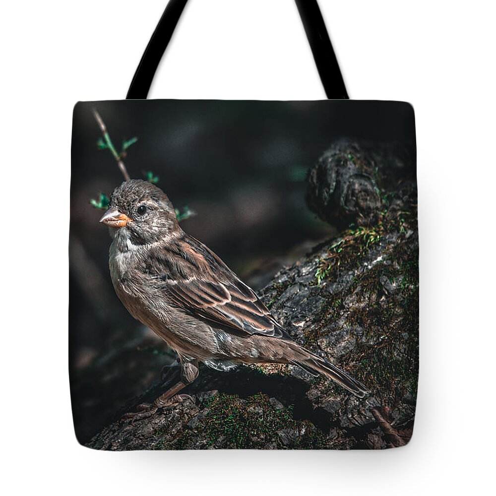 Photo Tote Bag featuring the photograph Female House Finch on Log by Evan Foster