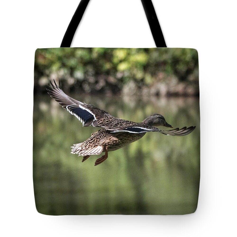 Photo Tote Bag featuring the photograph Female Mallard in Flight by Evan Foster