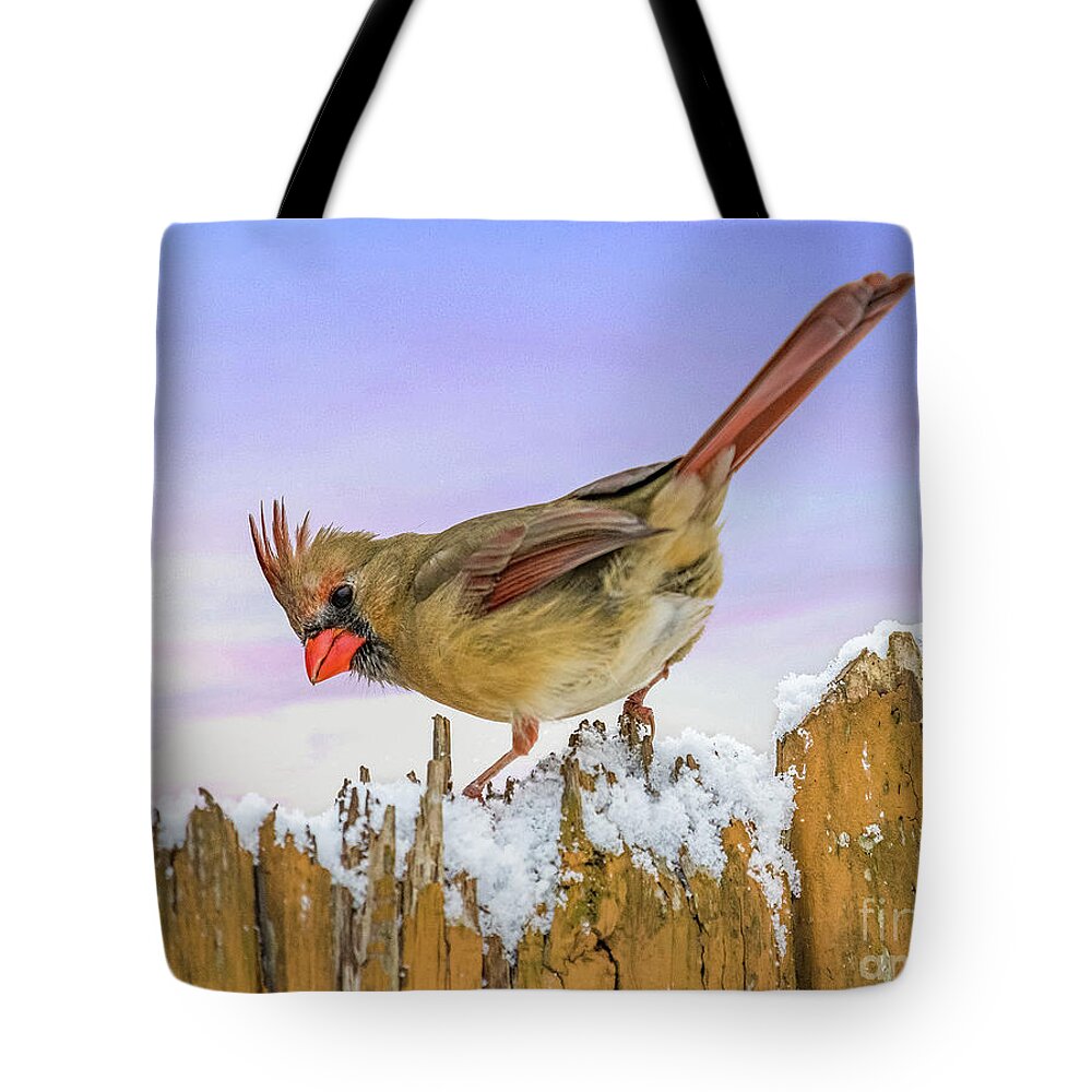 Birds Tote Bag featuring the photograph Female Northern Cardinal on the Fence by Sandra Rust