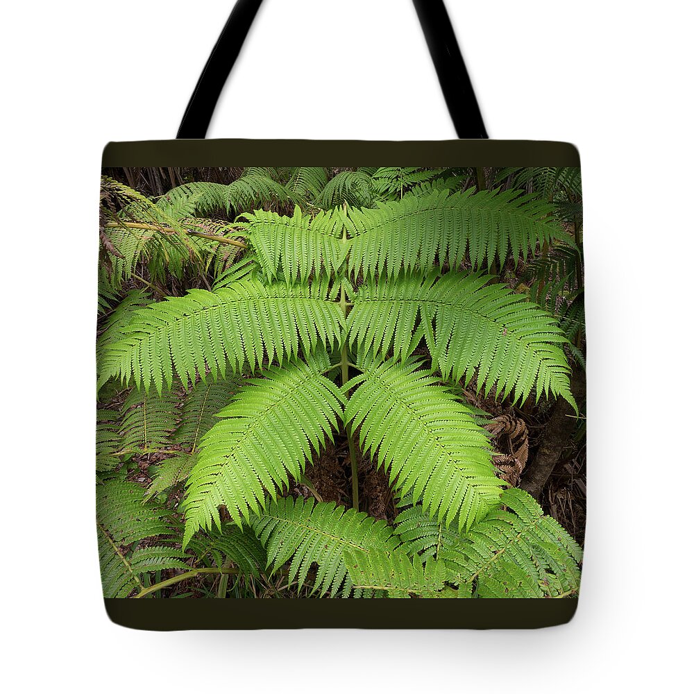America Tote Bag featuring the photograph Fern at Hilo Hawaii by James C Richardson