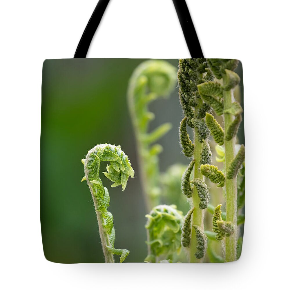 Fern Tote Bag featuring the photograph Fern Collection by Linda Bonaccorsi