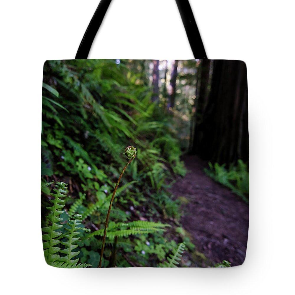 Fern Tote Bag featuring the photograph Fern Path by Margaret Pitcher