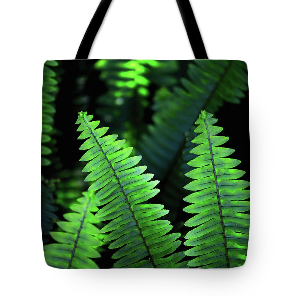 Botanical Tote Bag featuring the photograph Ferns by Becqi Sherman