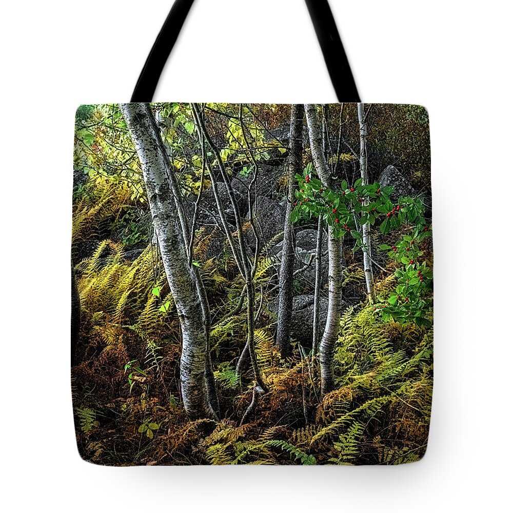 Ferns Tote Bag featuring the photograph Ferns Birches and Boulders 1 by Marty Saccone