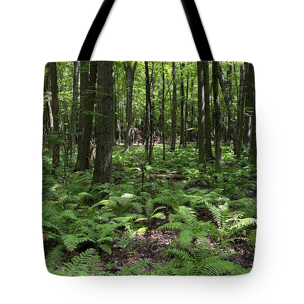 Ferns Tote Bag featuring the photograph Ferns on Forest Floor 0871 by Jack Schultz