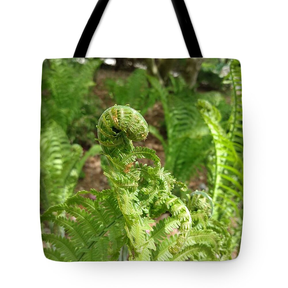 Fiddlehead Tote Bag featuring the photograph Fiddlehead Fern in Spring by Christopher Lotito