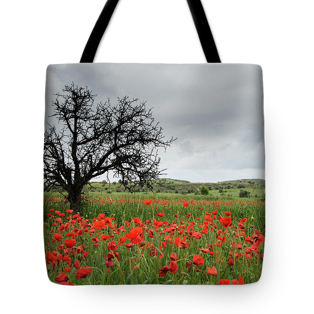 Poppy Anemone Tote Bag featuring the photograph Field full of red beautiful poppy anemone flowers and a lonely dry tree. Spring time, spring landscape Cyprus. by Michalakis Ppalis