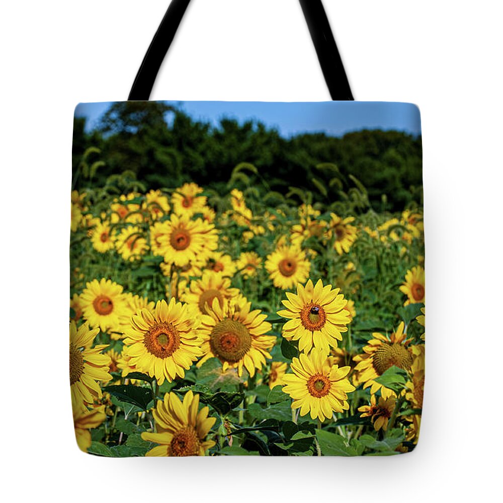 Faces Tote Bag featuring the photograph Field of Sunflowers by Louis Dallara