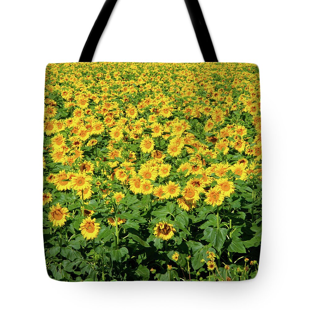 Sunflower Tote Bag featuring the photograph Field of Sunflowers by Valerie Cason