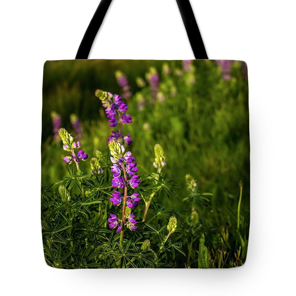 Lupine Tote Bag featuring the photograph Final Light on Lupine by Doug Scrima