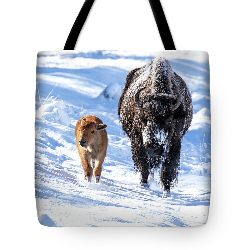Bison Tote Bag featuring the photograph First Snow by Shari Sommerfeld